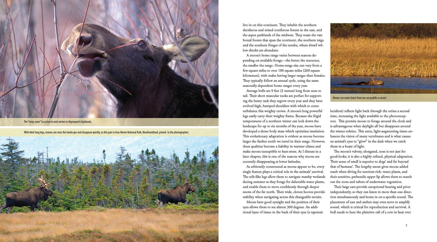 Moose: Crowned Giant of the Northern Wilderness