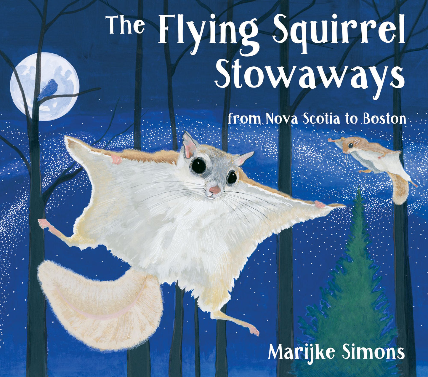 The Flying Squirrel Stowaways: from Nova Scotia to Boston