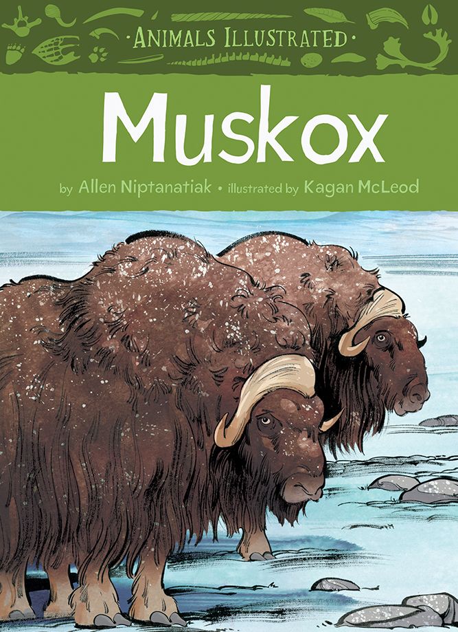 Animals Illustrated: Muskox (English)