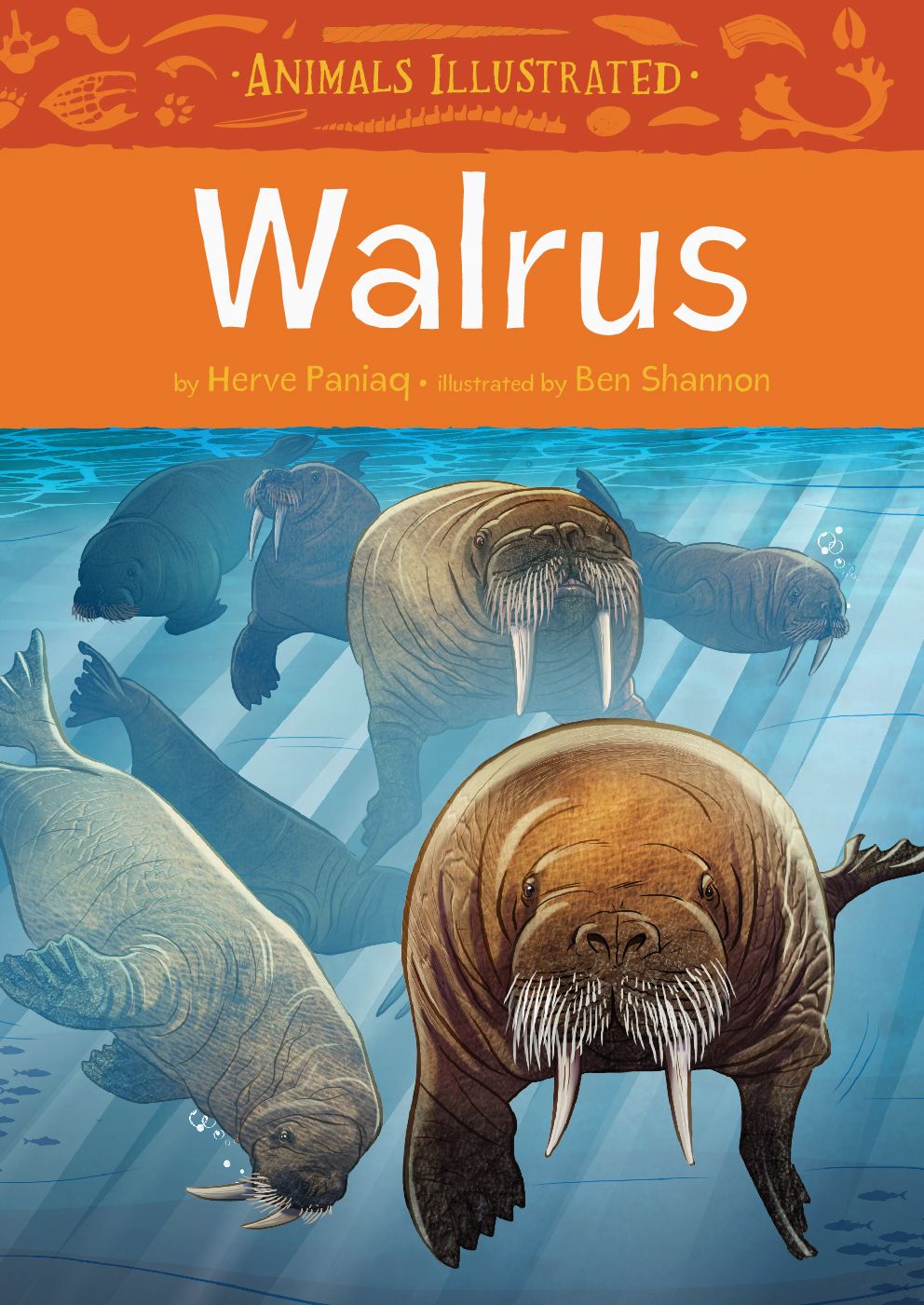 Animals Illustrated: Walrus (English)