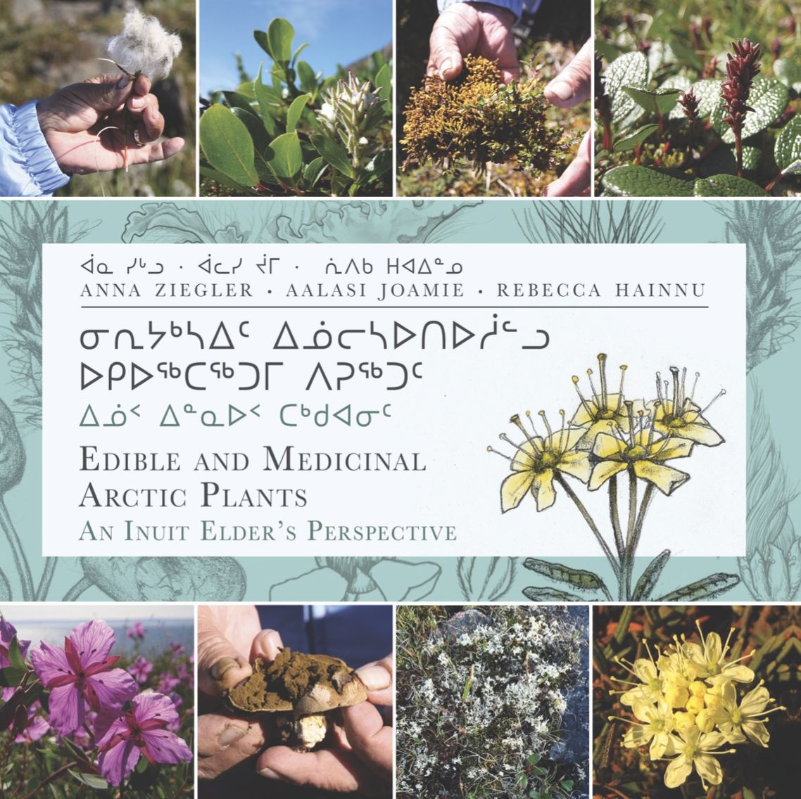 Edible and Medicinal Arctic Plants (English/Inuktitut): An Inuit Elder's Perspective