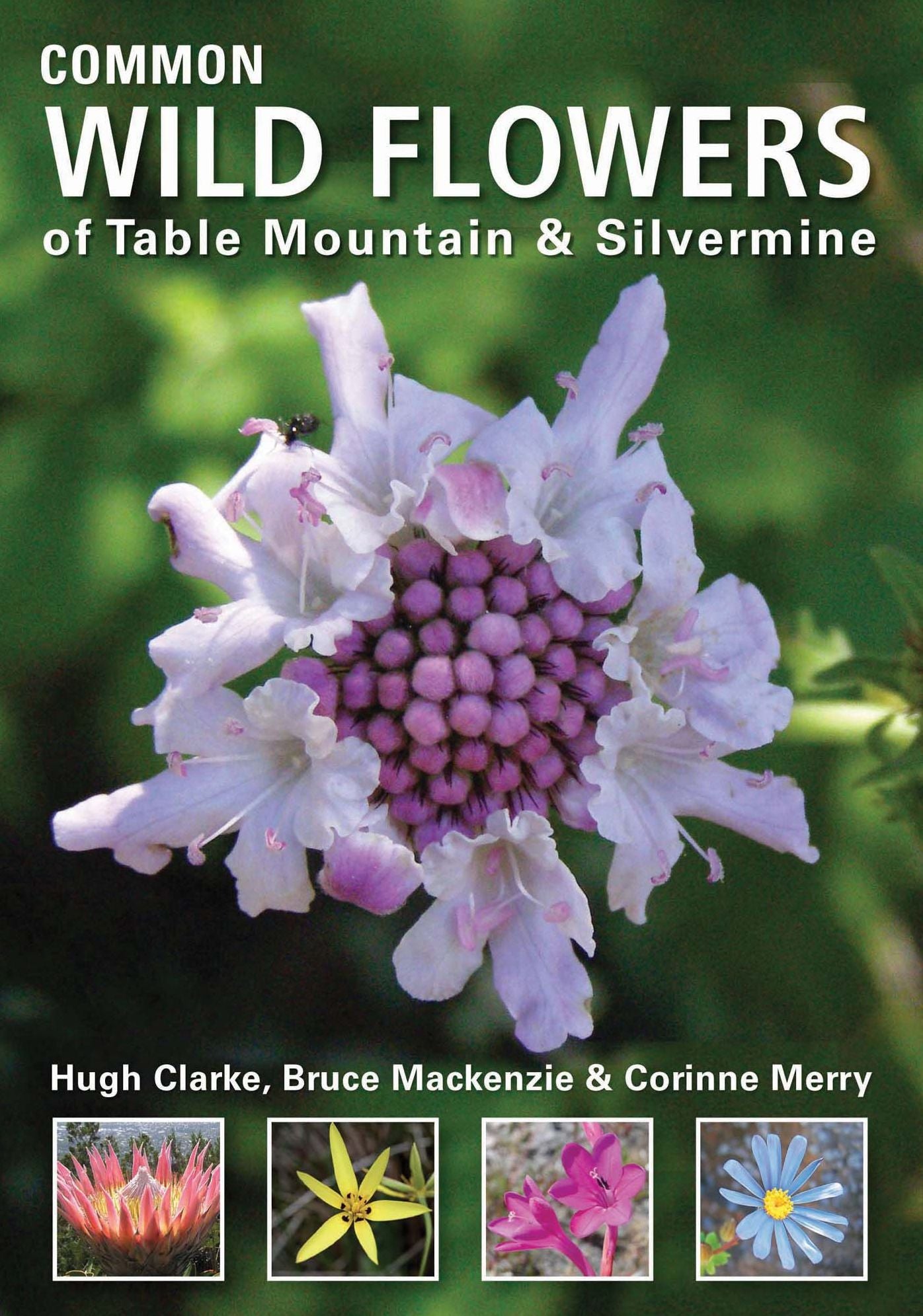 Common Wild Flowers of Table Mountain & Silvermine