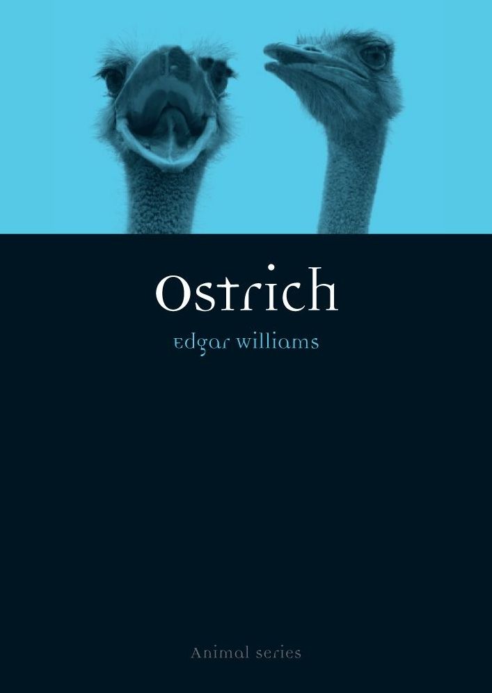 Ostrich