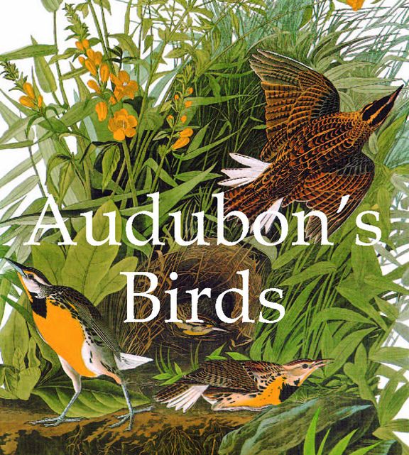 Audubon's Birds (PagePerfect NOOK Book)