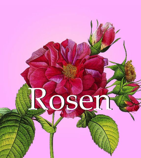Rosen (PagePerfect NOOK Book)