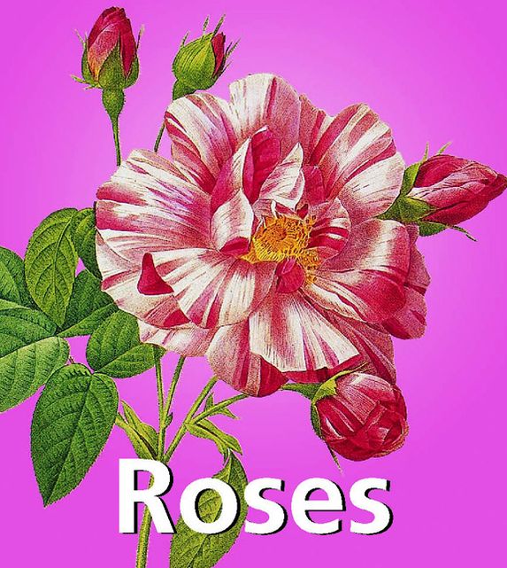 Roses (PagePerfect NOOK Book)