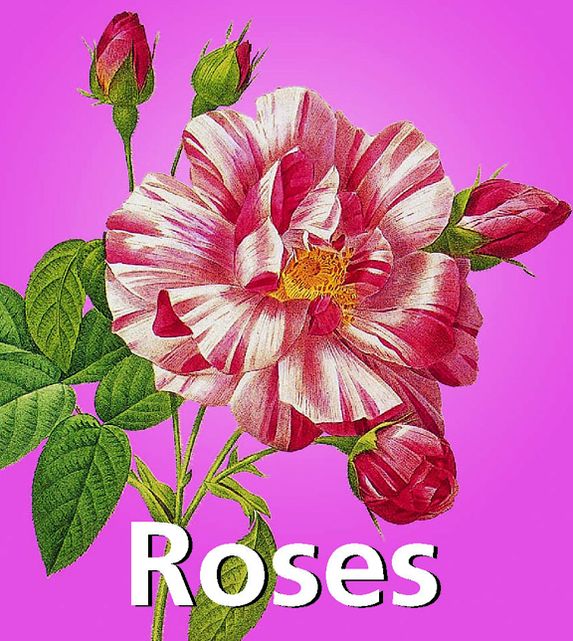 Roses (PagePerfect NOOK Book)