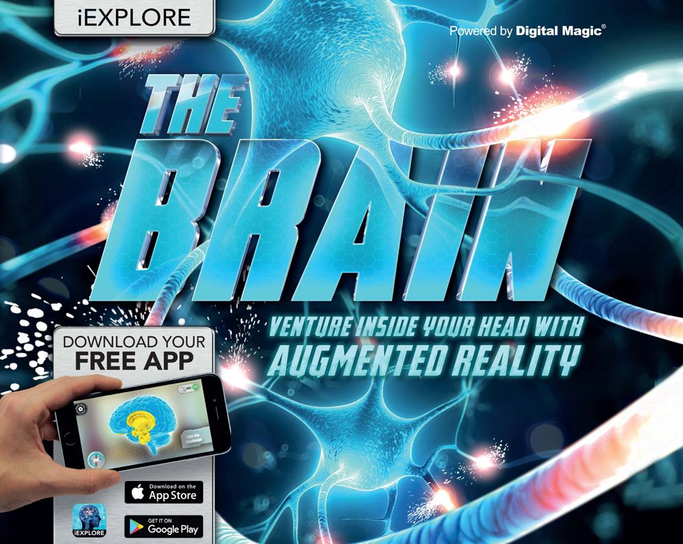 Brain