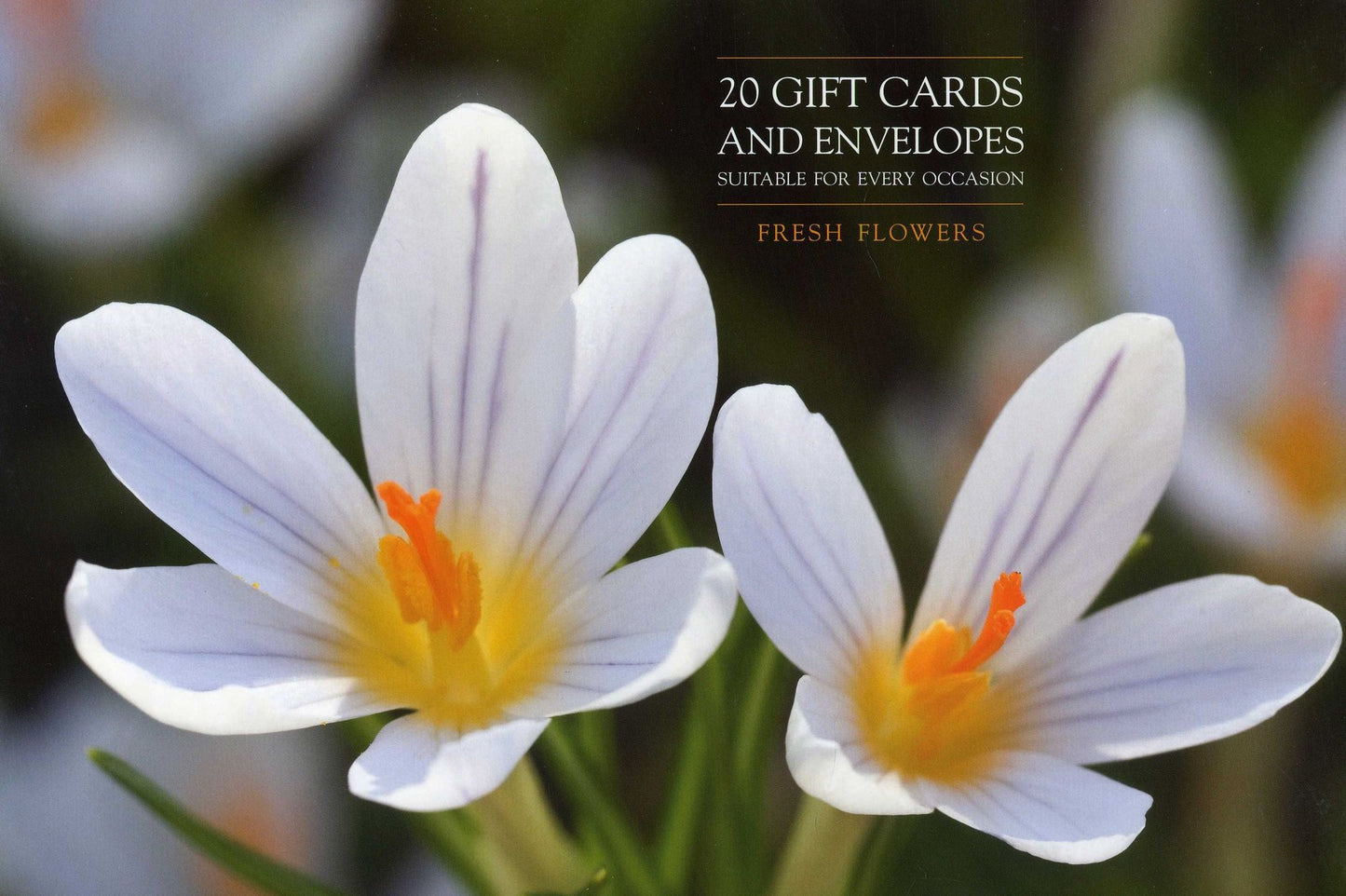 Fresh Flowers Notecards: 20 Gift Cards and Envelopes Suitable for Every Occasion [With Envelope]