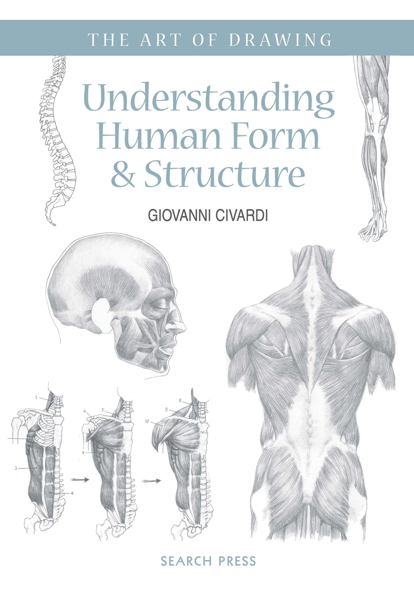 Understanding Human Form & Structure