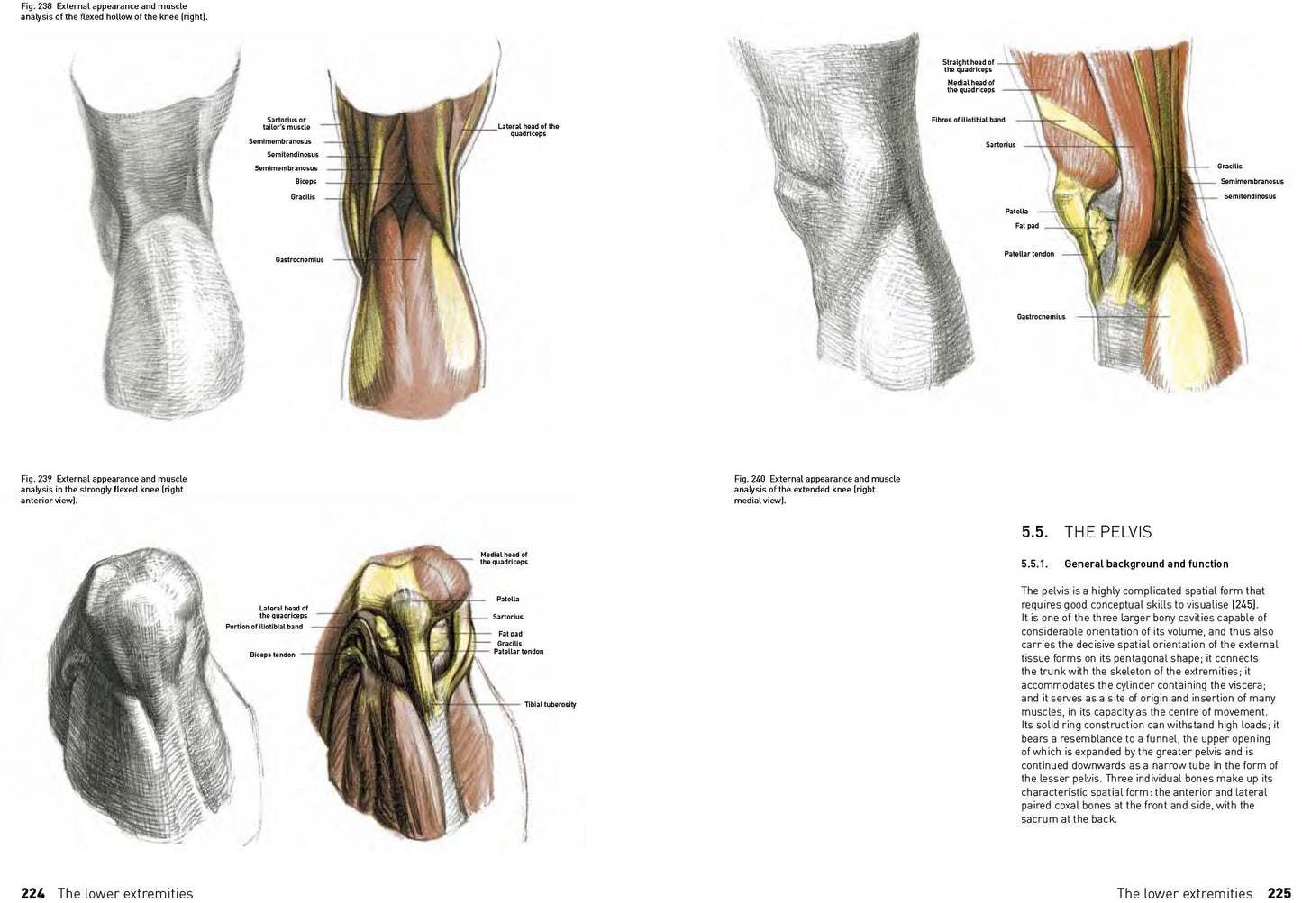 The Complete Guide to Anatomy for Artists & Illustrators: Drawing the Human Form