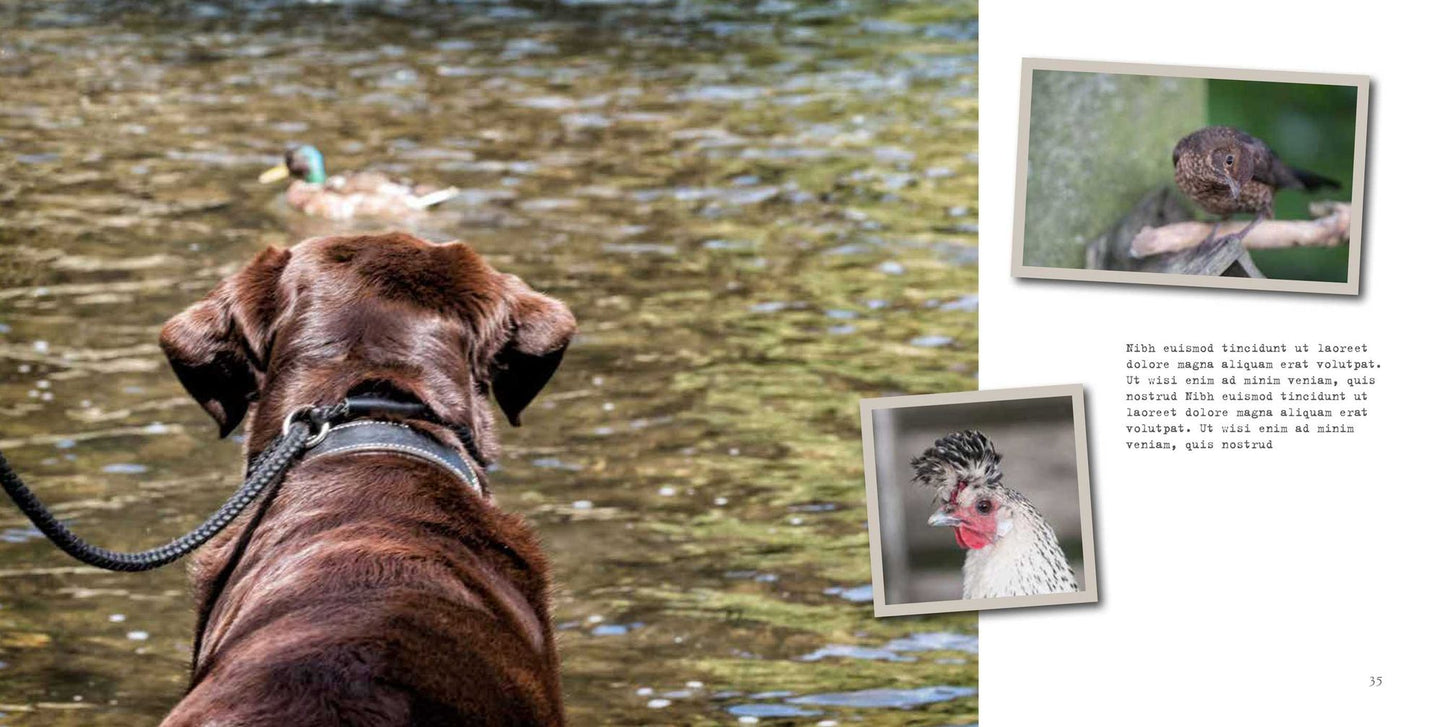 Morelabradorable: Follow the adventures of Barnaby the labrador and his friends