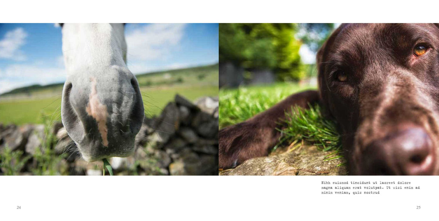 Morelabradorable: Follow the adventures of Barnaby the labrador and his friends