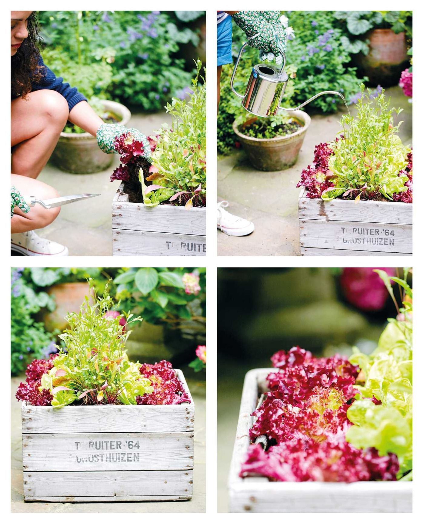The Balcony Gardener: Creative ideas for small spaces