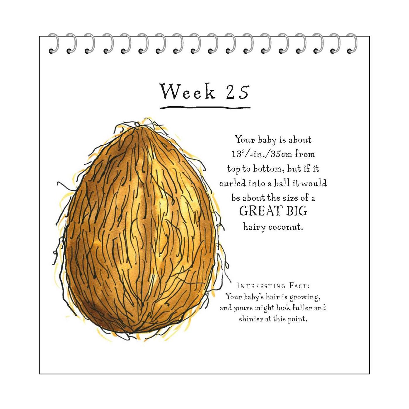 A Bun in the Oven: A weekly guide to the wonders of pregnancy