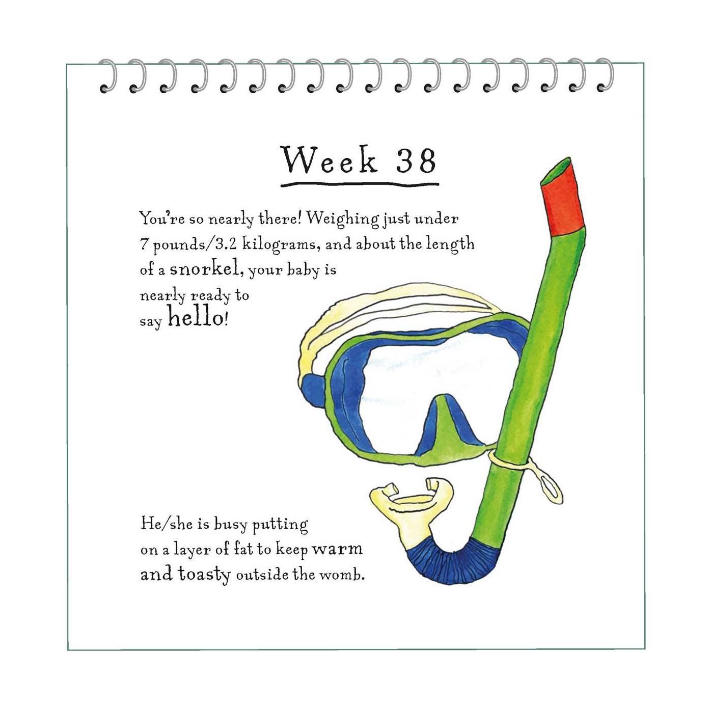 A Bun in the Oven: A weekly guide to the wonders of pregnancy