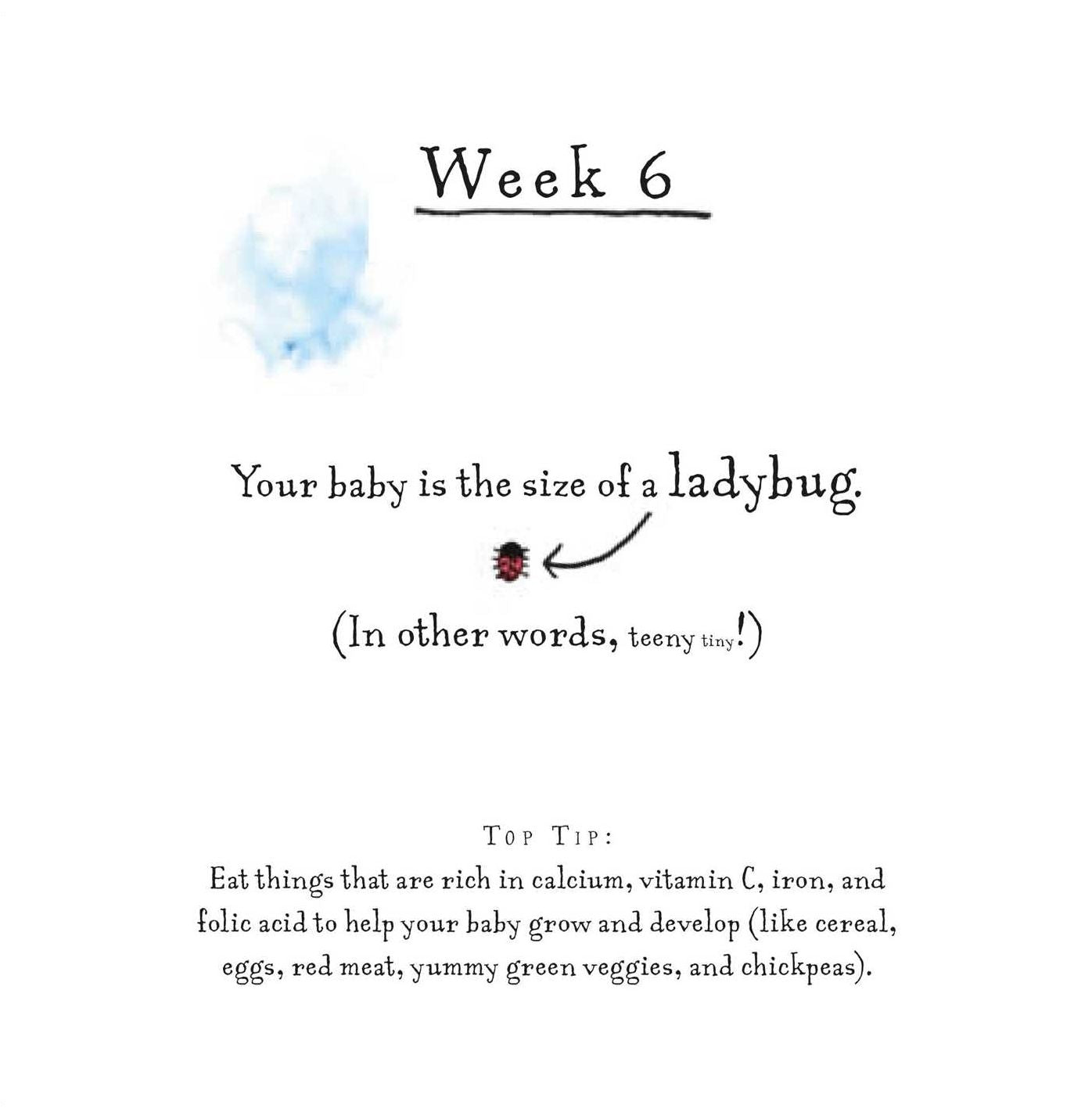 A Bun in the Oven: A weekly guide to the wonders of pregnancy