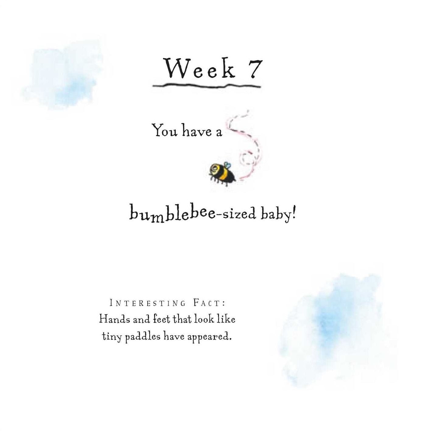 A Bun in the Oven: A weekly guide to the wonders of pregnancy