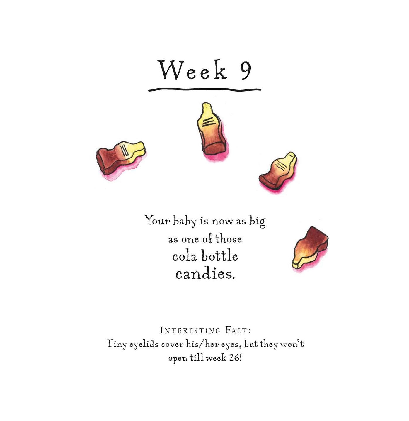 A Bun in the Oven: A weekly guide to the wonders of pregnancy