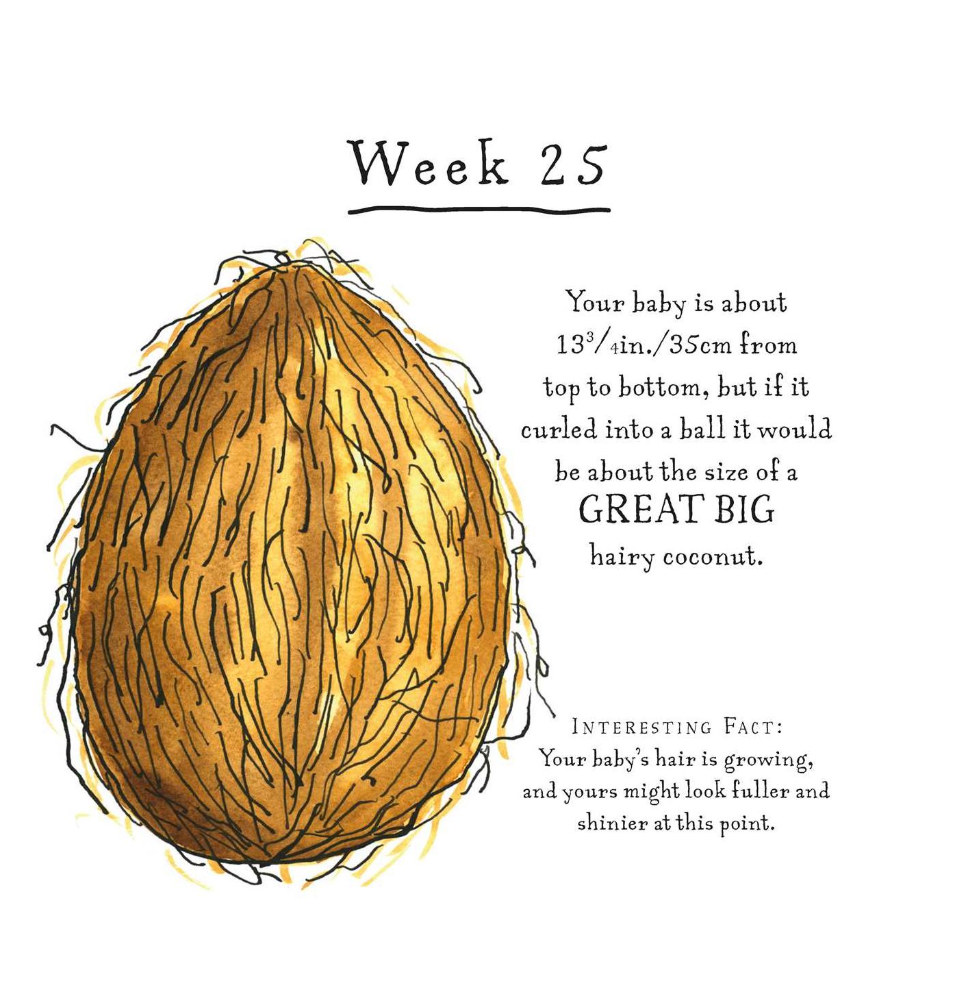 A Bun in the Oven: A weekly guide to the wonders of pregnancy