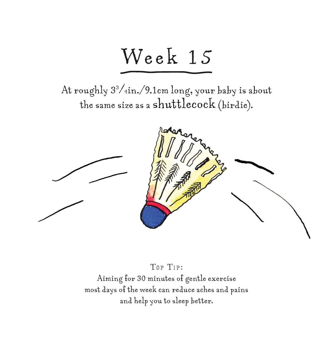 A Bun in the Oven: A weekly guide to the wonders of pregnancy