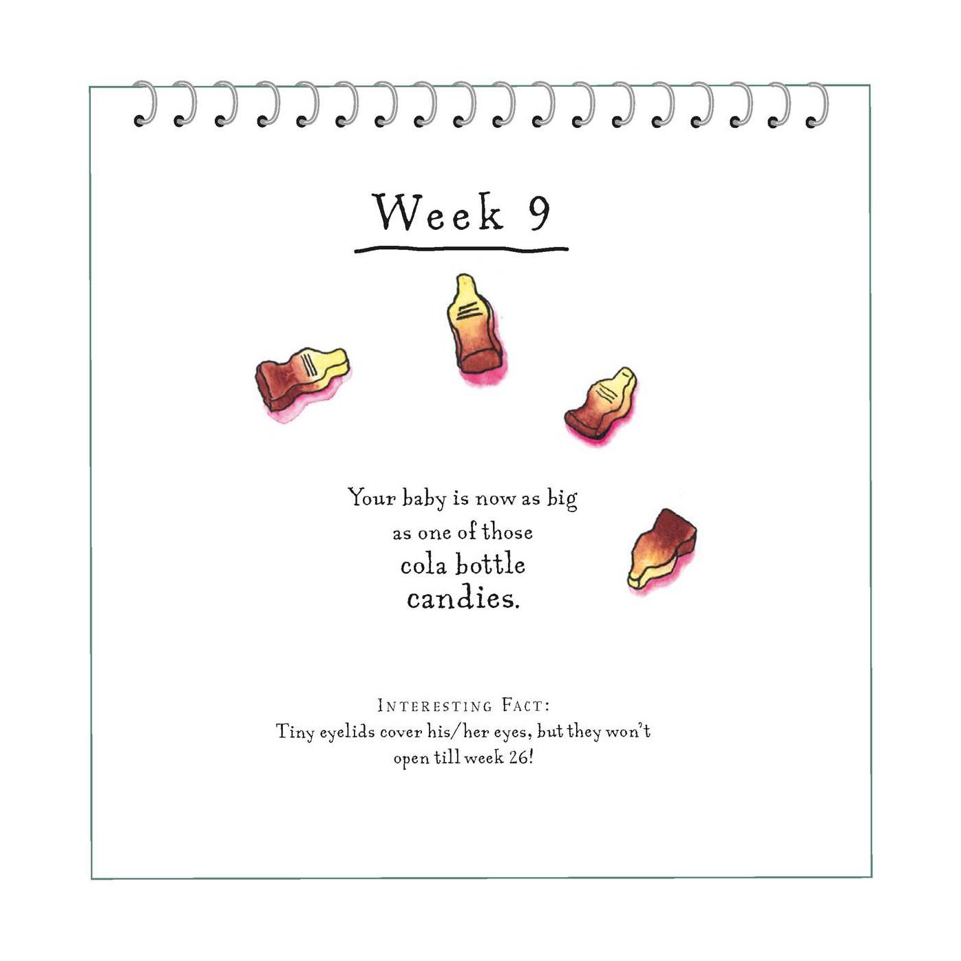 A Bun in the Oven: A weekly guide to the wonders of pregnancy