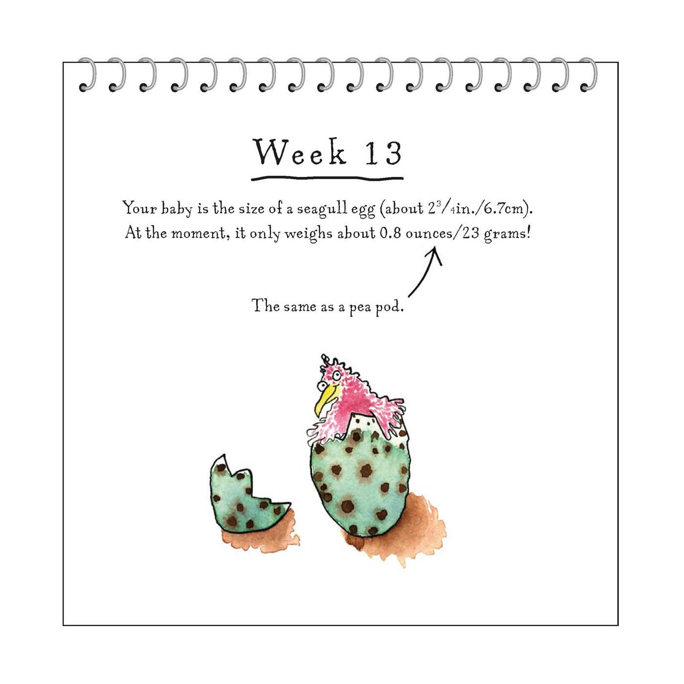 A Bun in the Oven: A weekly guide to the wonders of pregnancy