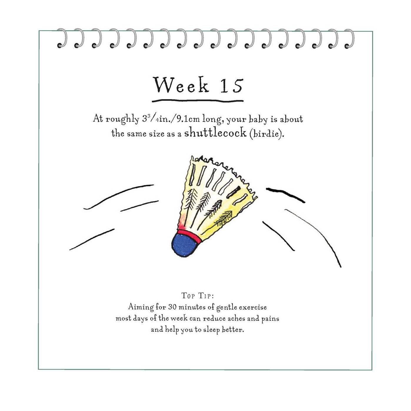 A Bun in the Oven: A weekly guide to the wonders of pregnancy