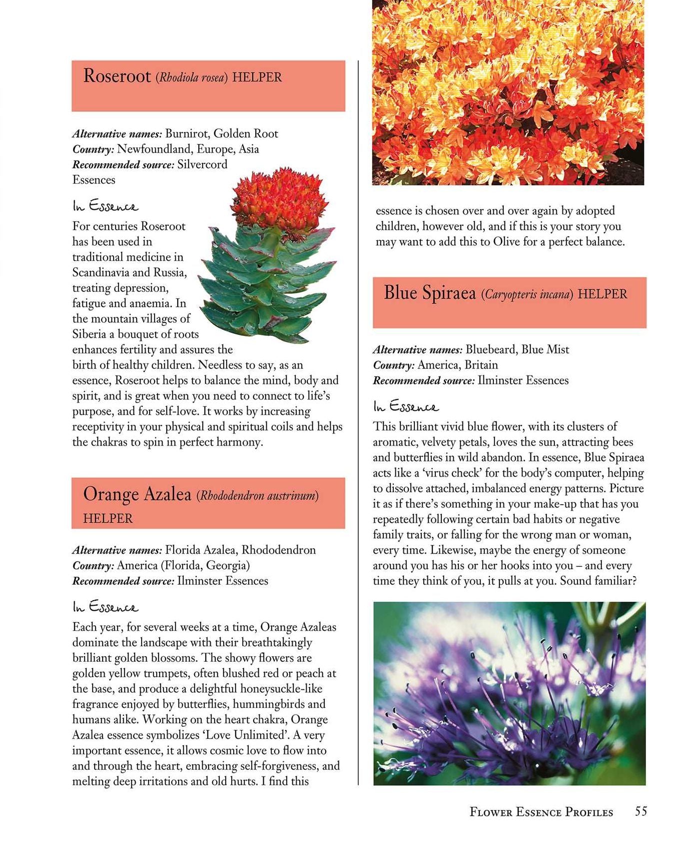 Flower Essences for Well-being: Energetic healing for health and harmony
