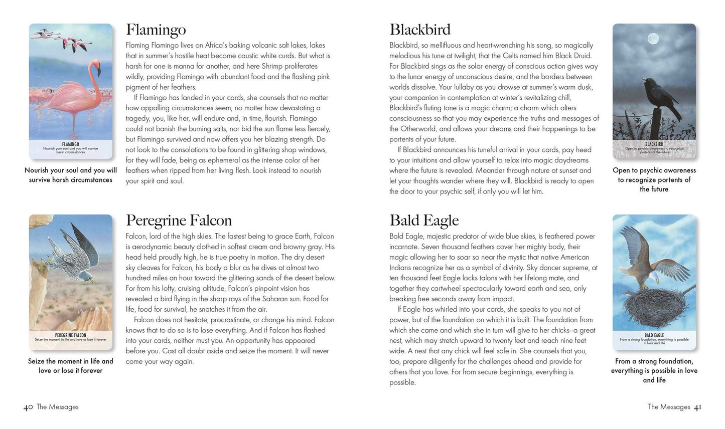 Bird Messages: Includes 52 Specially Commissioned Cards and a 64-Page Illustrated Book