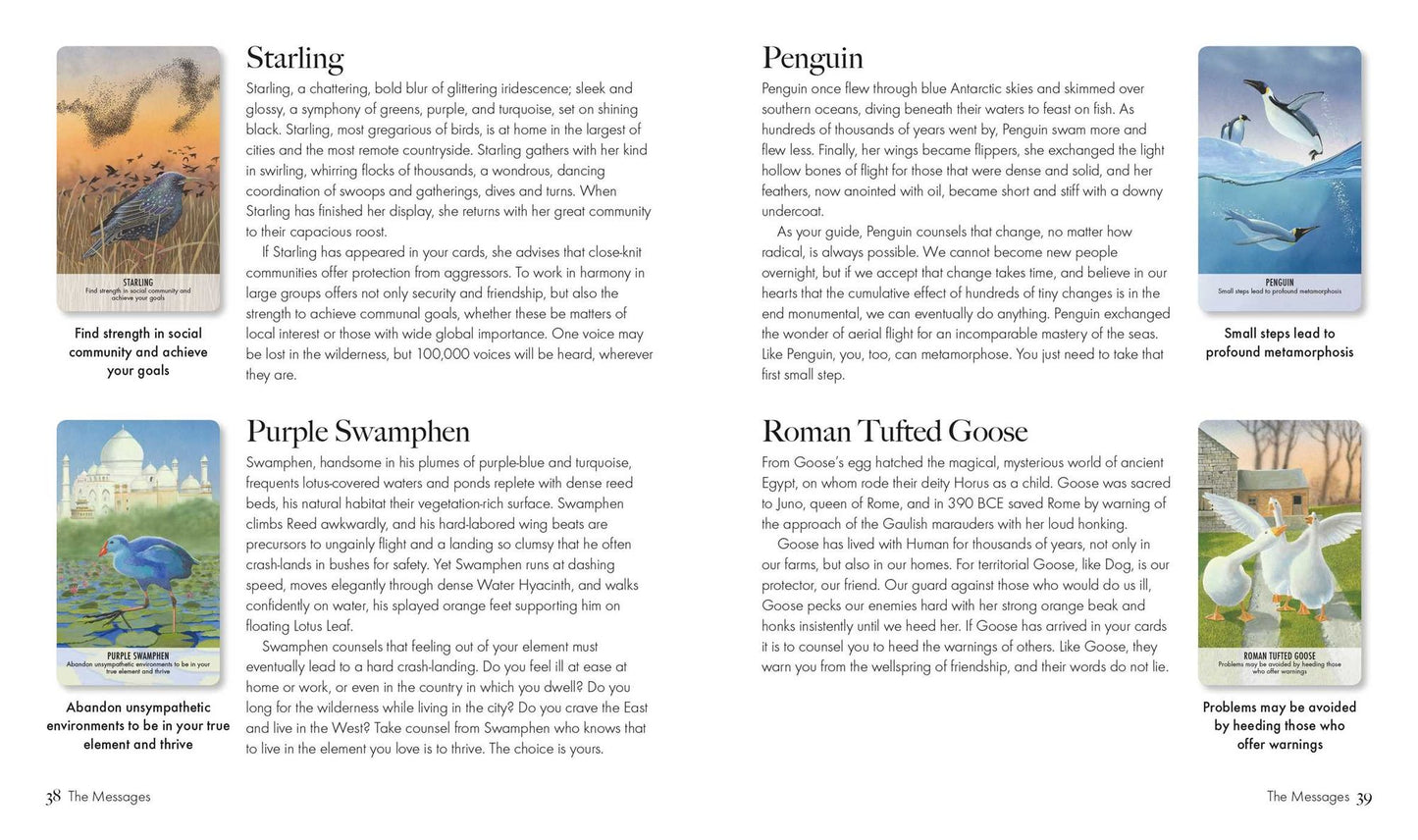 Bird Messages: Includes 52 Specially Commissioned Cards and a 64-Page Illustrated Book