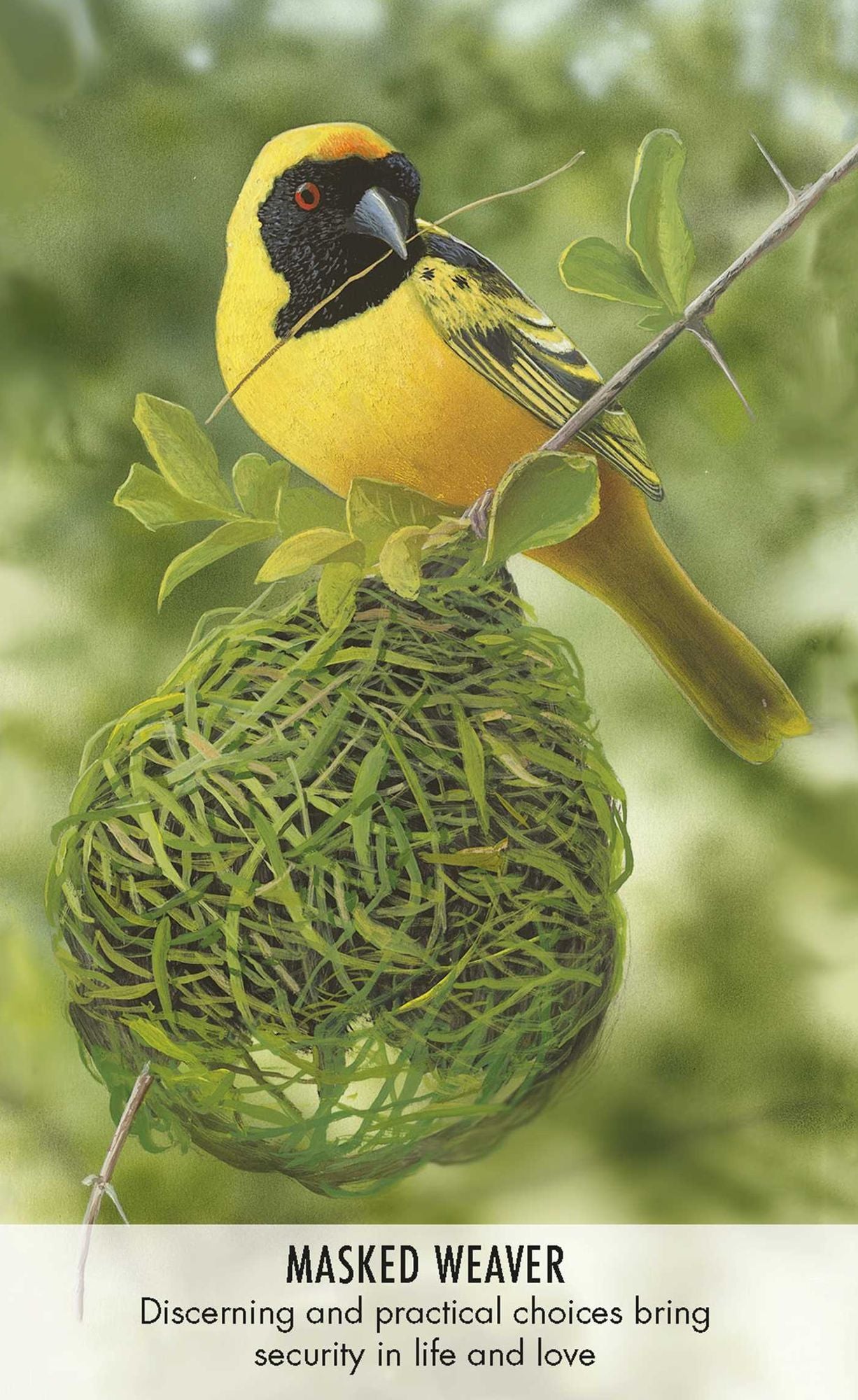 Bird Messages: Includes 52 Specially Commissioned Cards and a 64-Page Illustrated Book