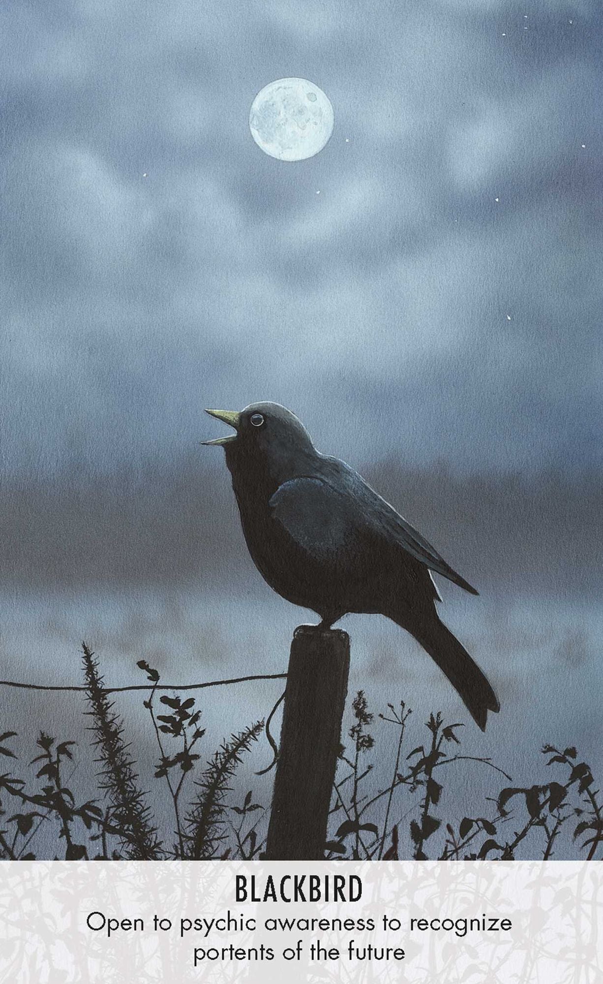 Bird Messages: Includes 52 Specially Commissioned Cards and a 64-Page Illustrated Book