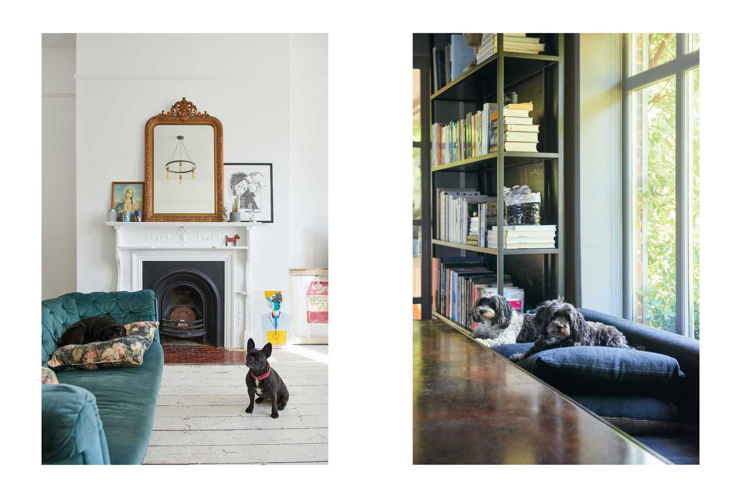 Cool Dogs, Cool Homes: Living in style with your dog