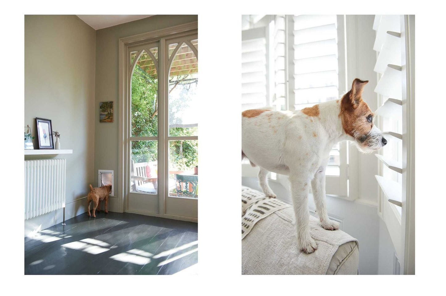 Cool Dogs, Cool Homes: Living in style with your dog