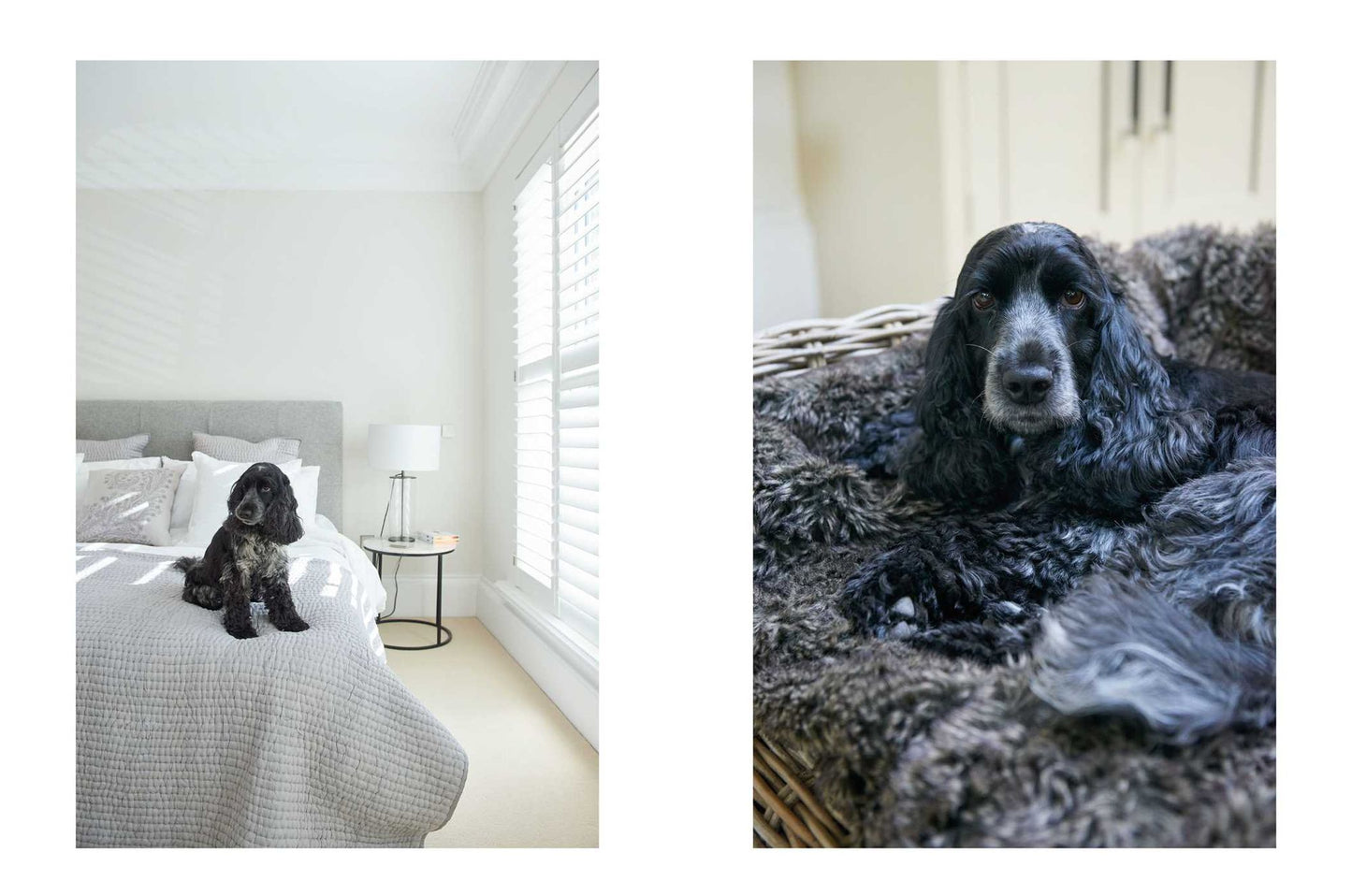Cool Dogs, Cool Homes: Living in style with your dog