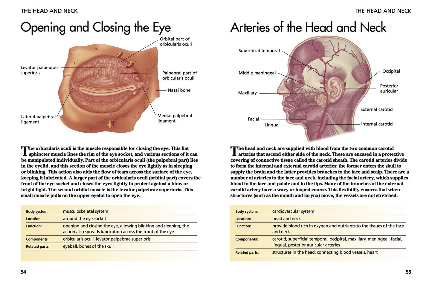 Human Body: Understanding Anatomy