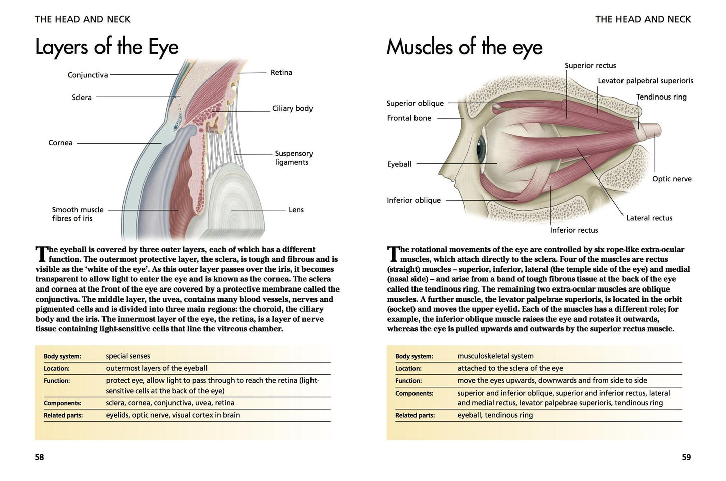 Human Body: Understanding Anatomy