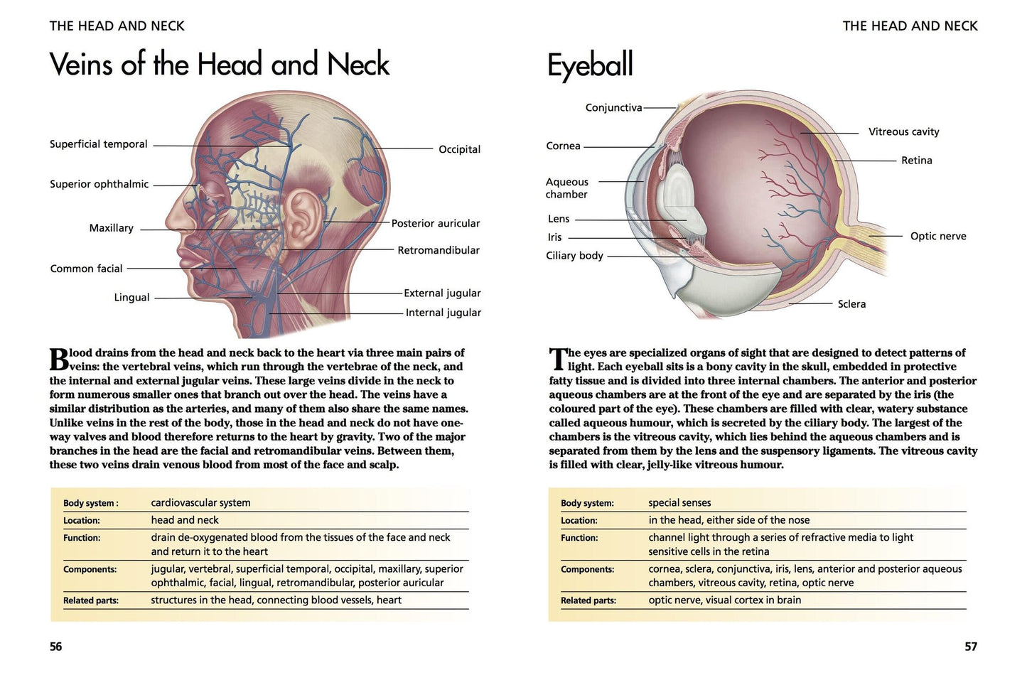 Human Body: Understanding Anatomy
