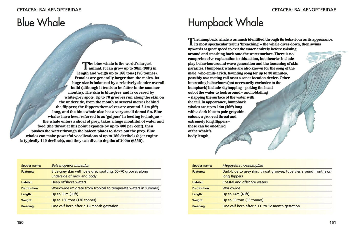 Mammals: 300 Amazing Animals