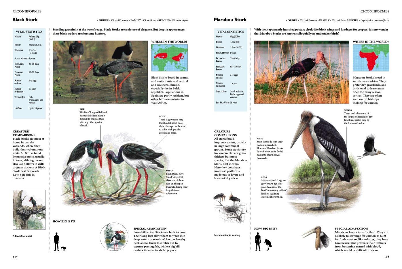 Encyclopedia of Birds