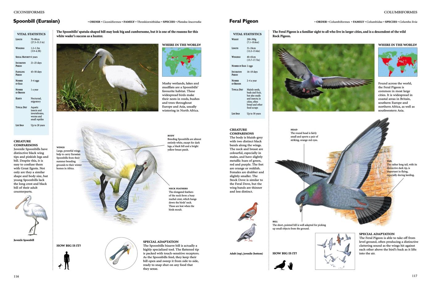 Encyclopedia of Birds
