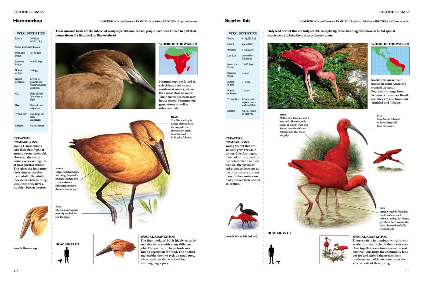 Encyclopedia of Birds