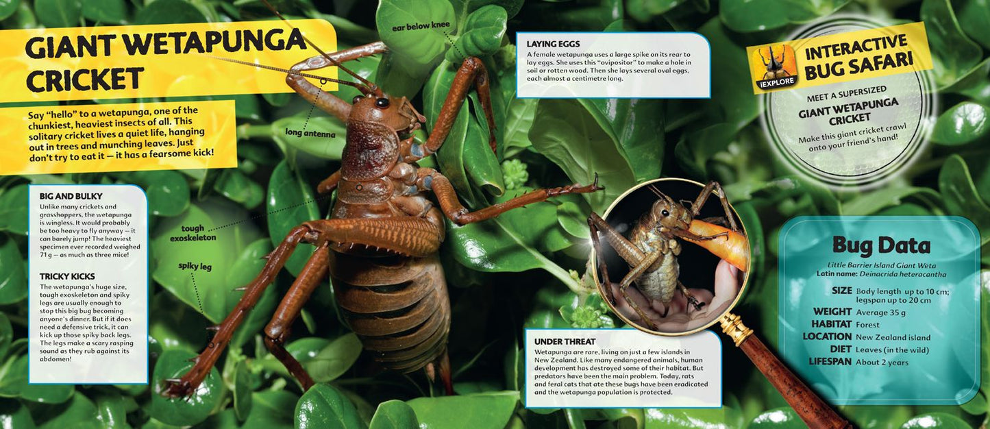 Bugs