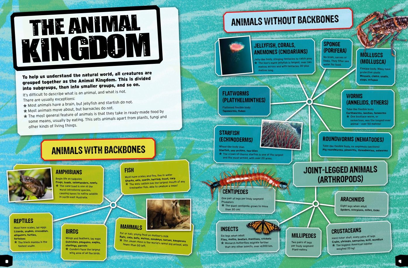 Animal Record Breakers