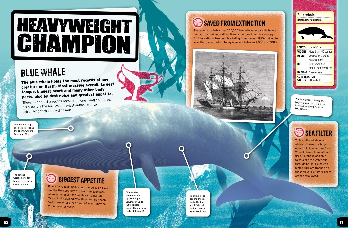 Animal Record Breakers