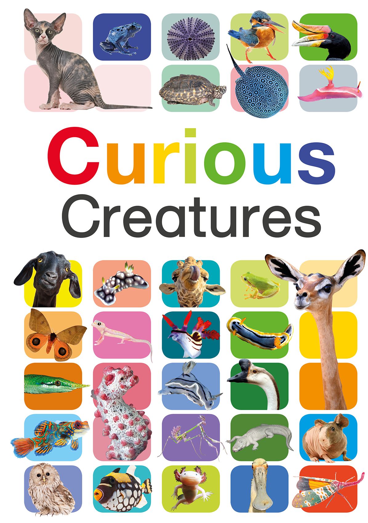 Curious Creatures