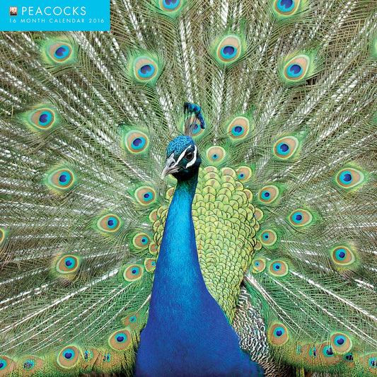 2016 Peacocks Wall Calendar