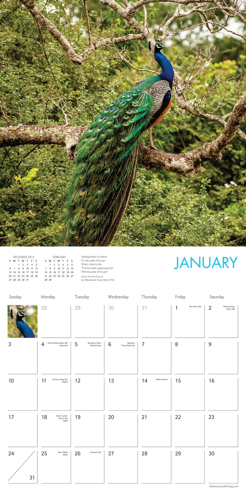 2016 Peacocks Wall Calendar