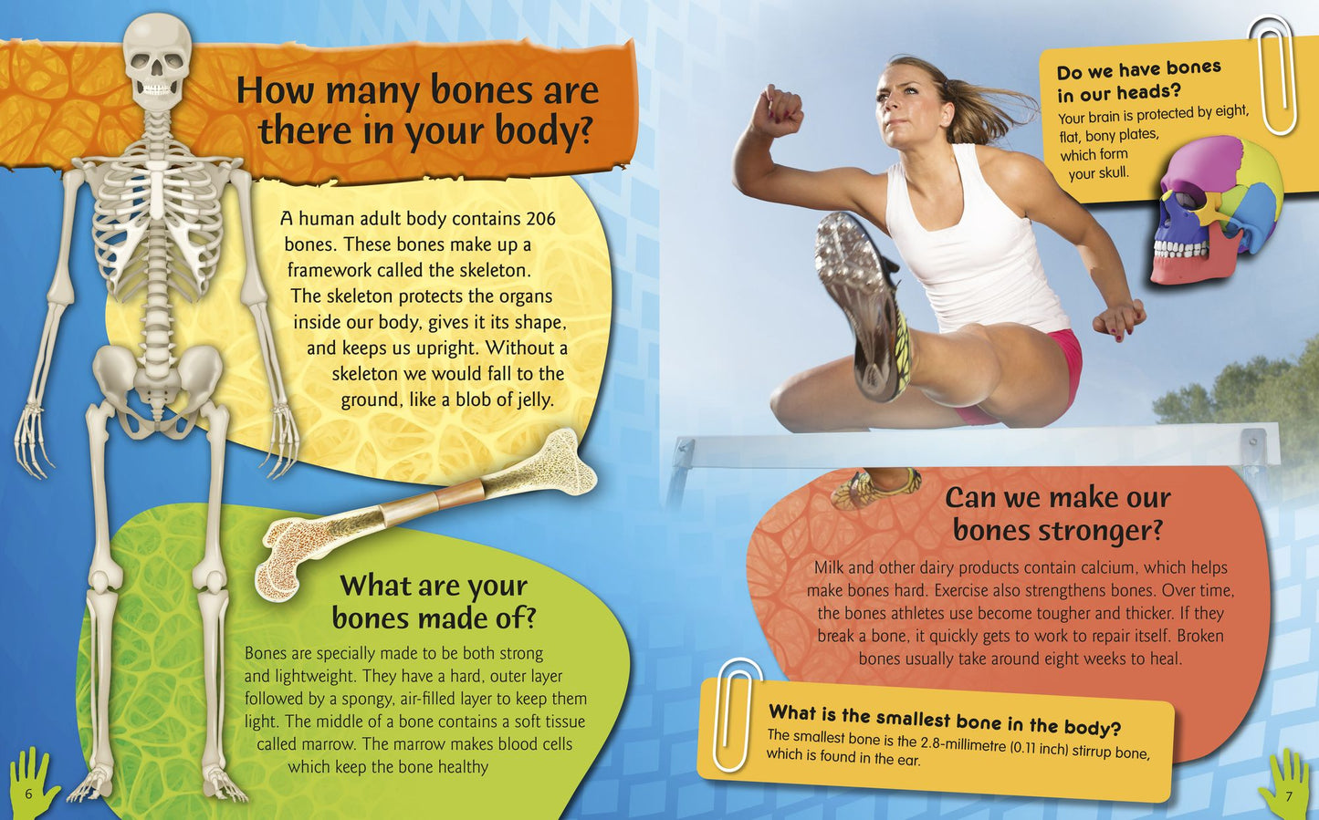 Human Body Questions and Answers